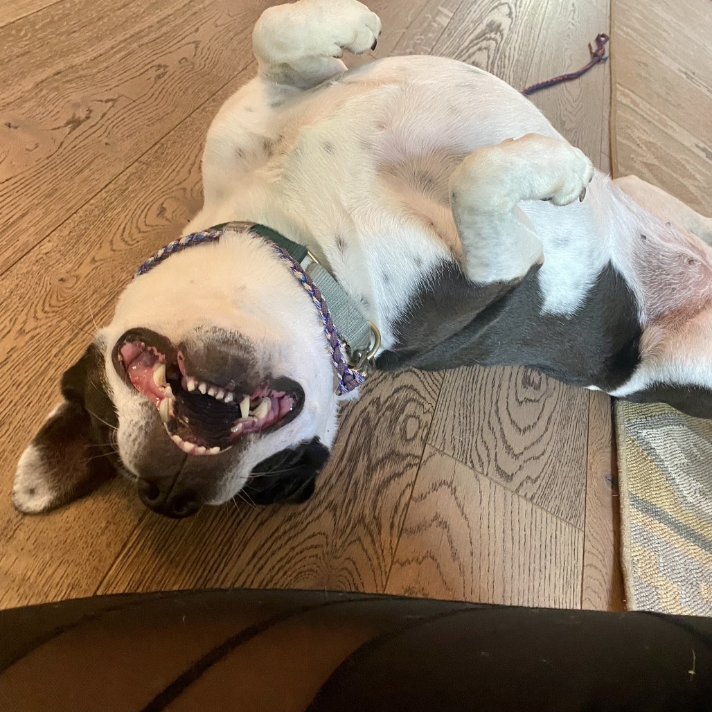 Bluebelle, additional photo