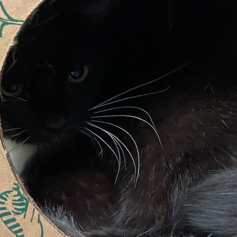 SHEILA - Domestic Shorthair available for adoption