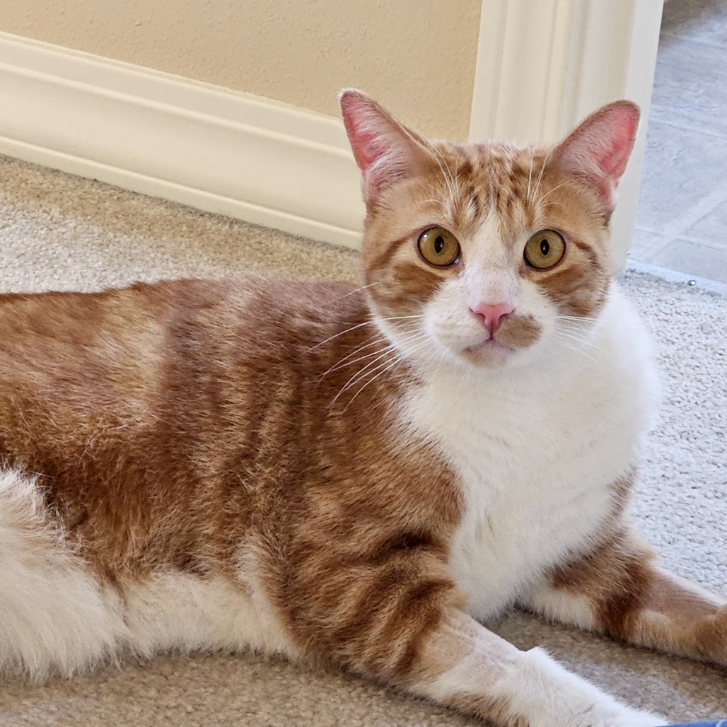 Photo of Archie