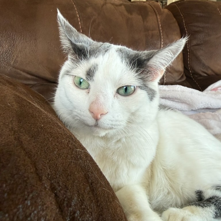 Fawn--In Foster, photo 23