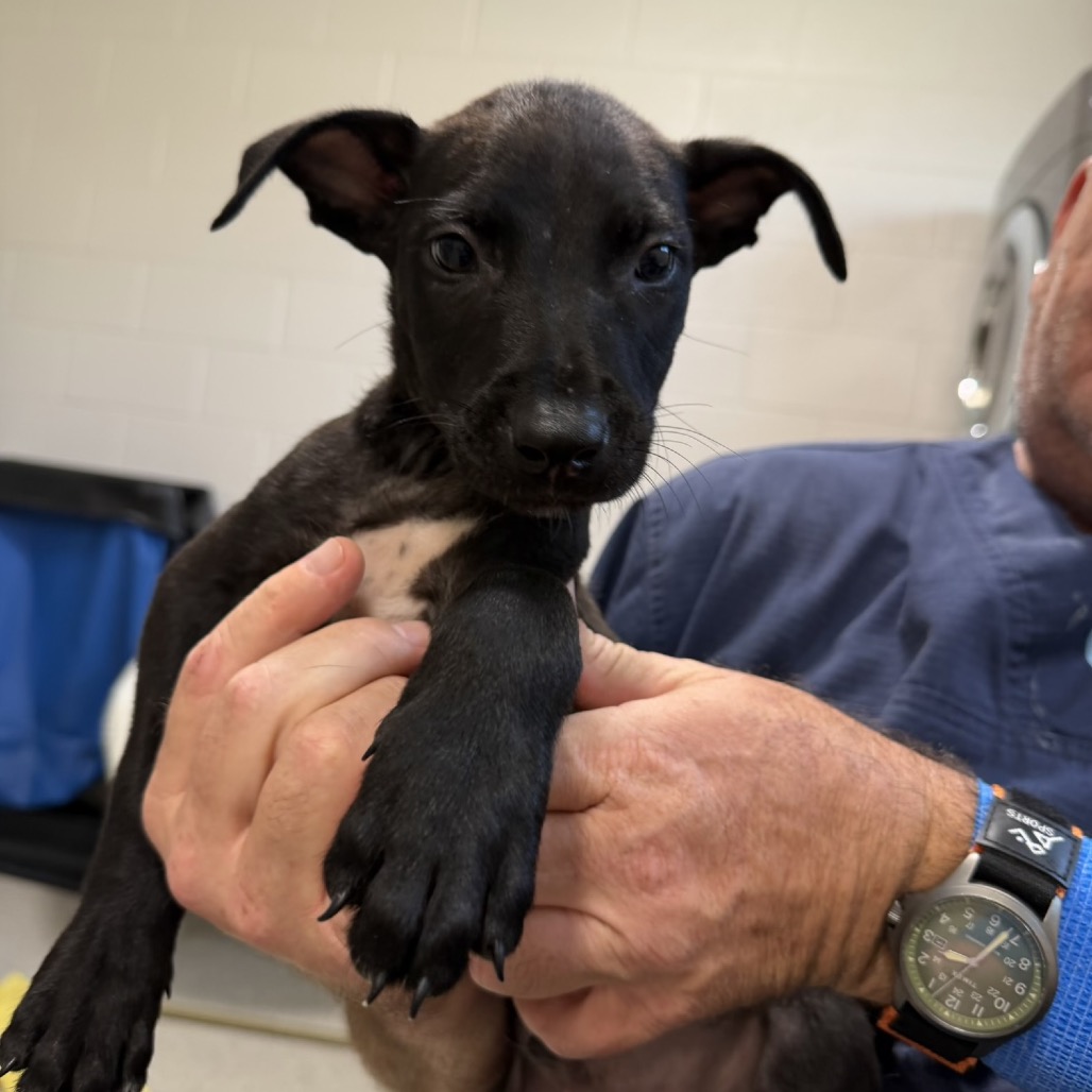 Belgian Malinois
