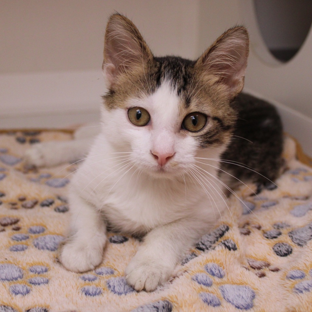 Beans — thumbnail 2