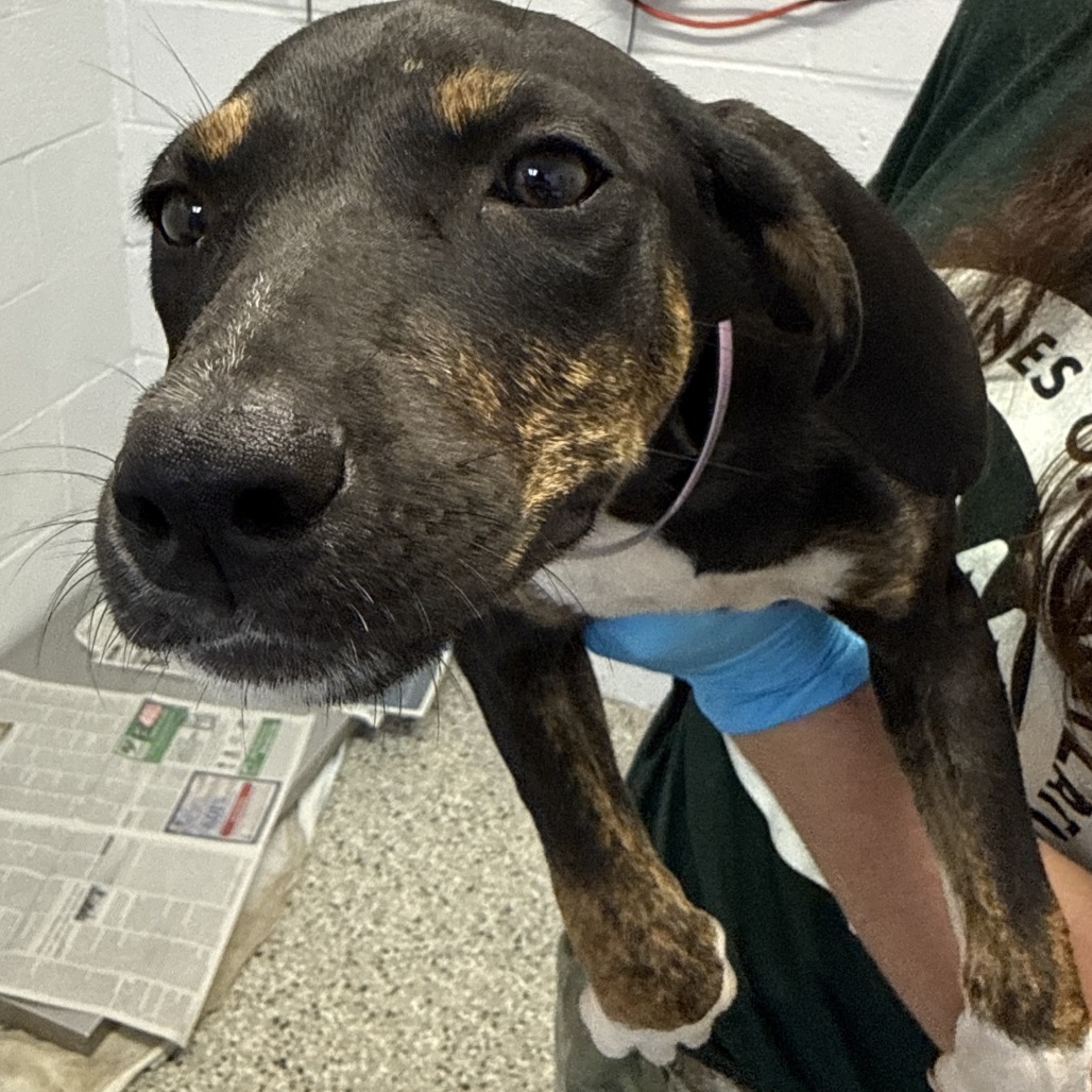 LAWYER - Catahoula Leopard Dog / Mix available for adoption
