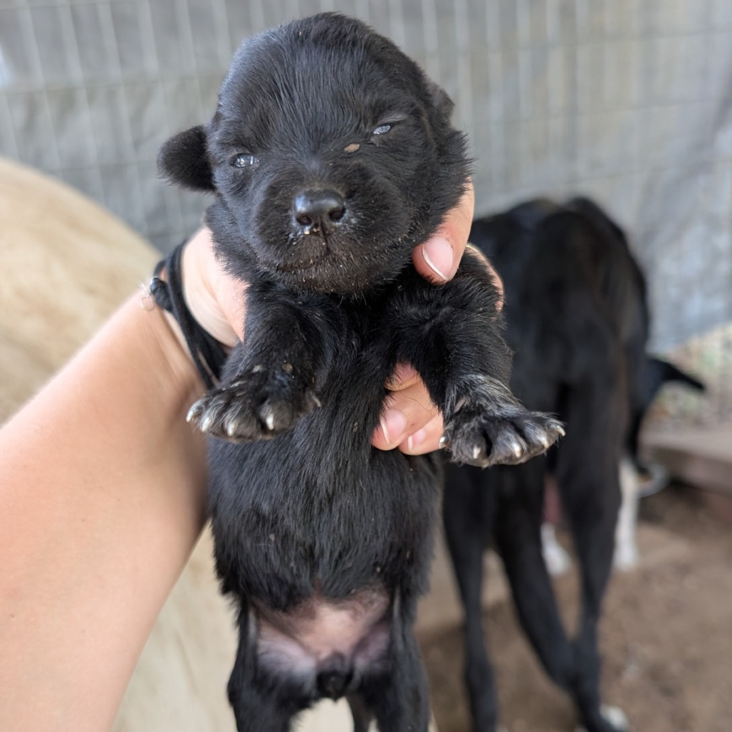BEYONCE - Collie, Border / Shepherd available for adoption