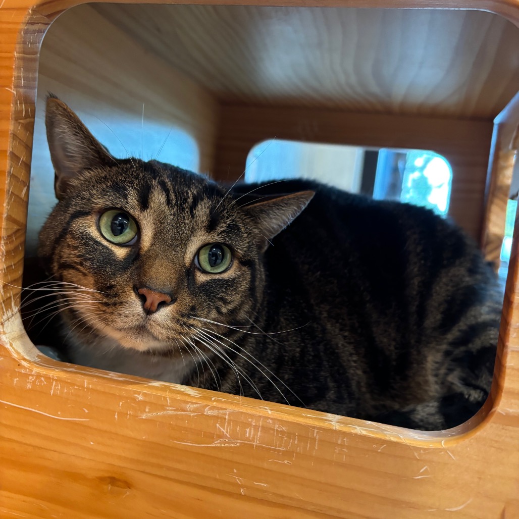 CHUNK NORRIS - Domestic Shorthair available for adoption