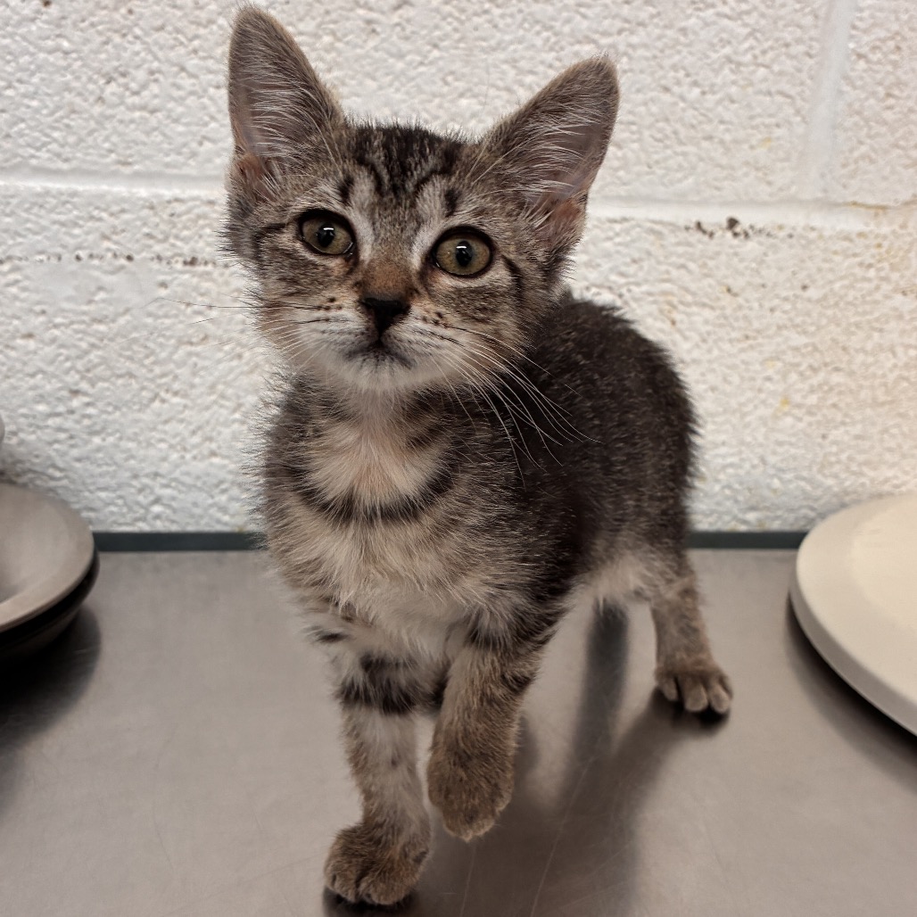 ANNETTE - Domestic Shorthair available for adoption