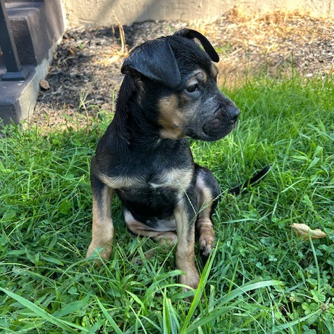 BILLIE - Mixed Breed (Medium) available for adoption