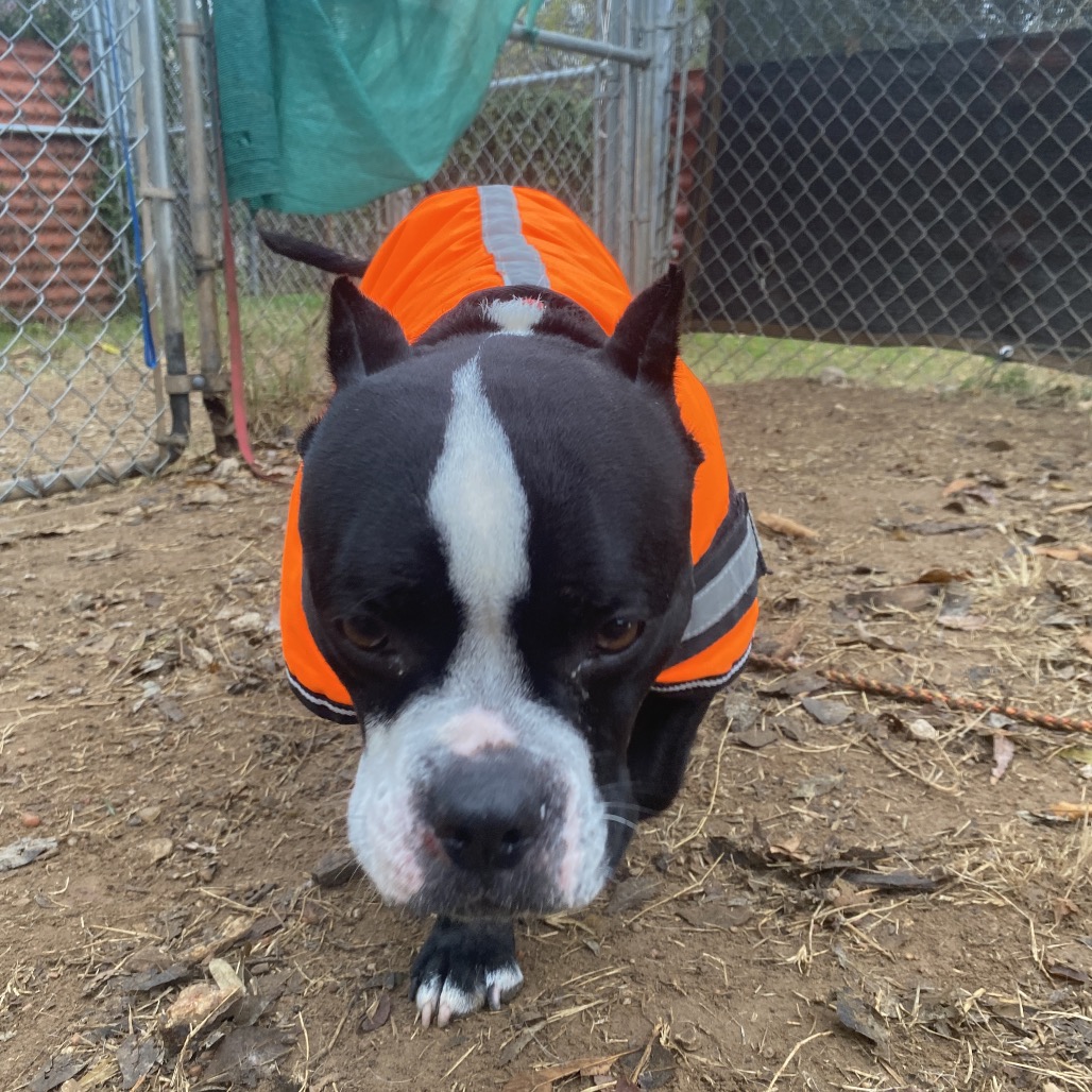 Dorothea — thumbnail 8