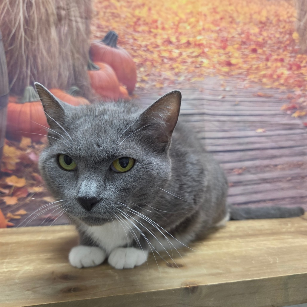 Bootsie, photo 6