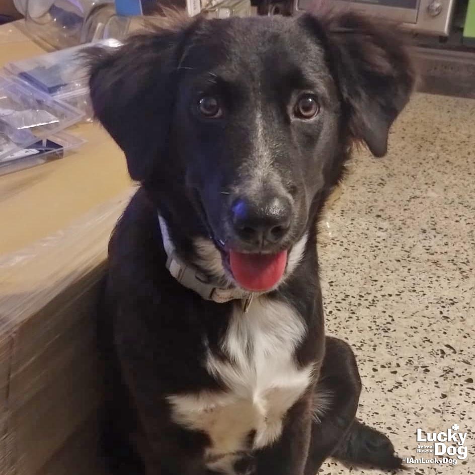 LUNAR - Collie, Border / Mix available for adoption