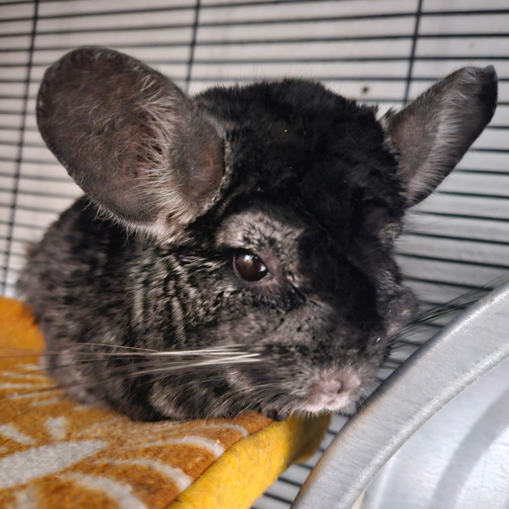 Nibbles, photo 3