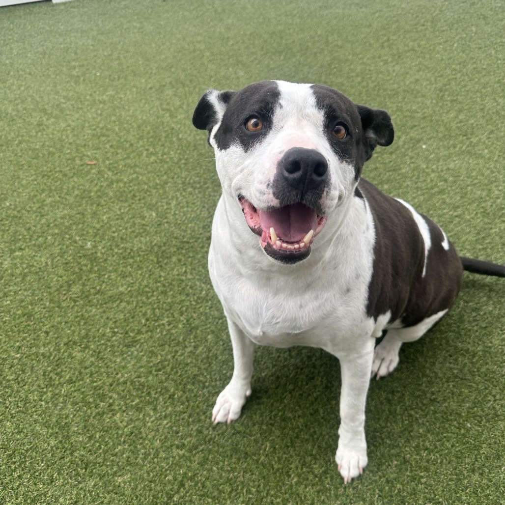 Bella — thumbnail 7