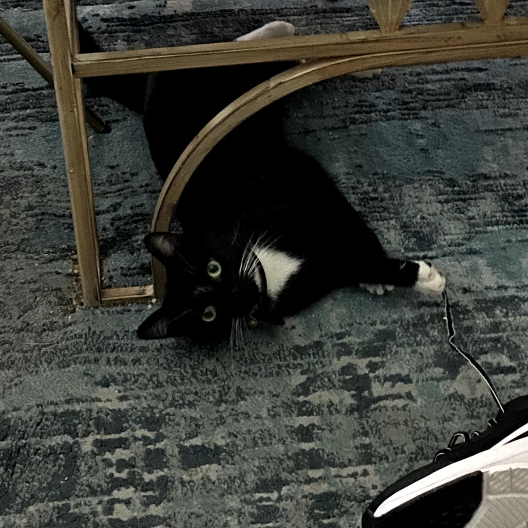 Margie, an adoptable cat