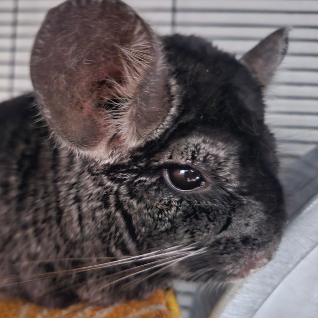 Nibbles