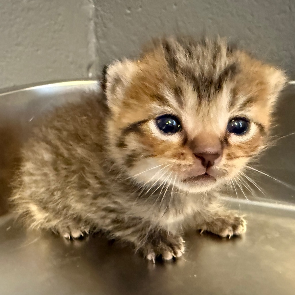 Tusc Stray 84326 2 3 4 5