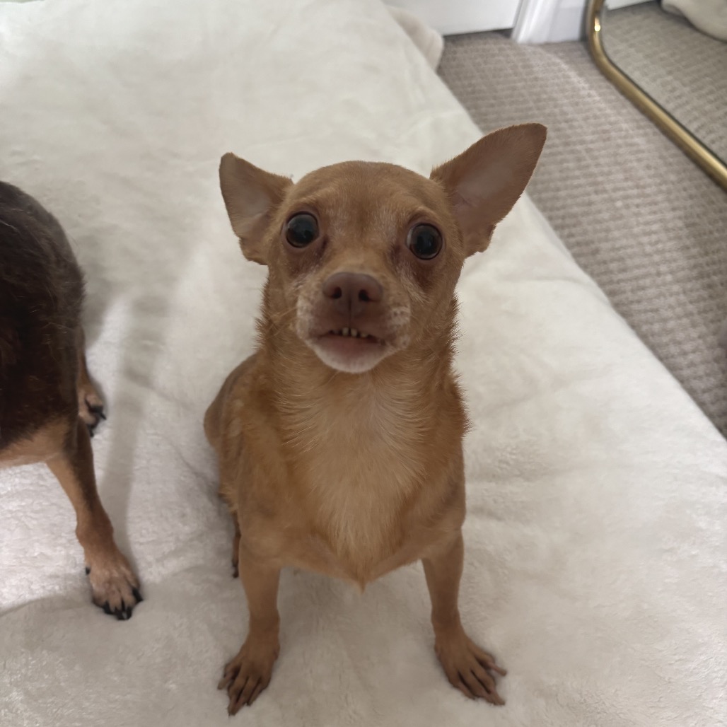Twinkie, photo 3