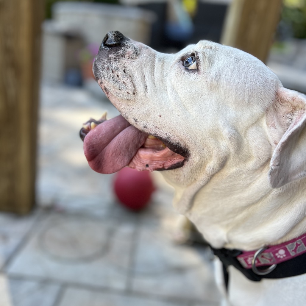 Marley, photo 36