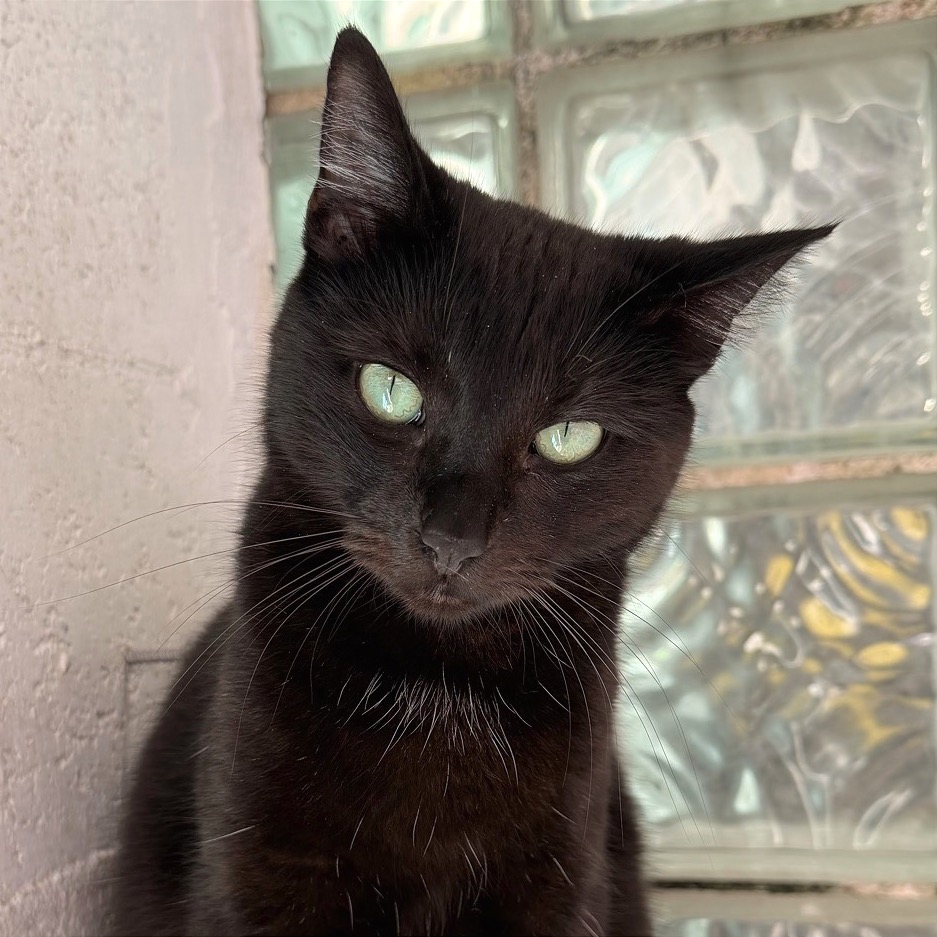 Image of Sundae looking at the camera