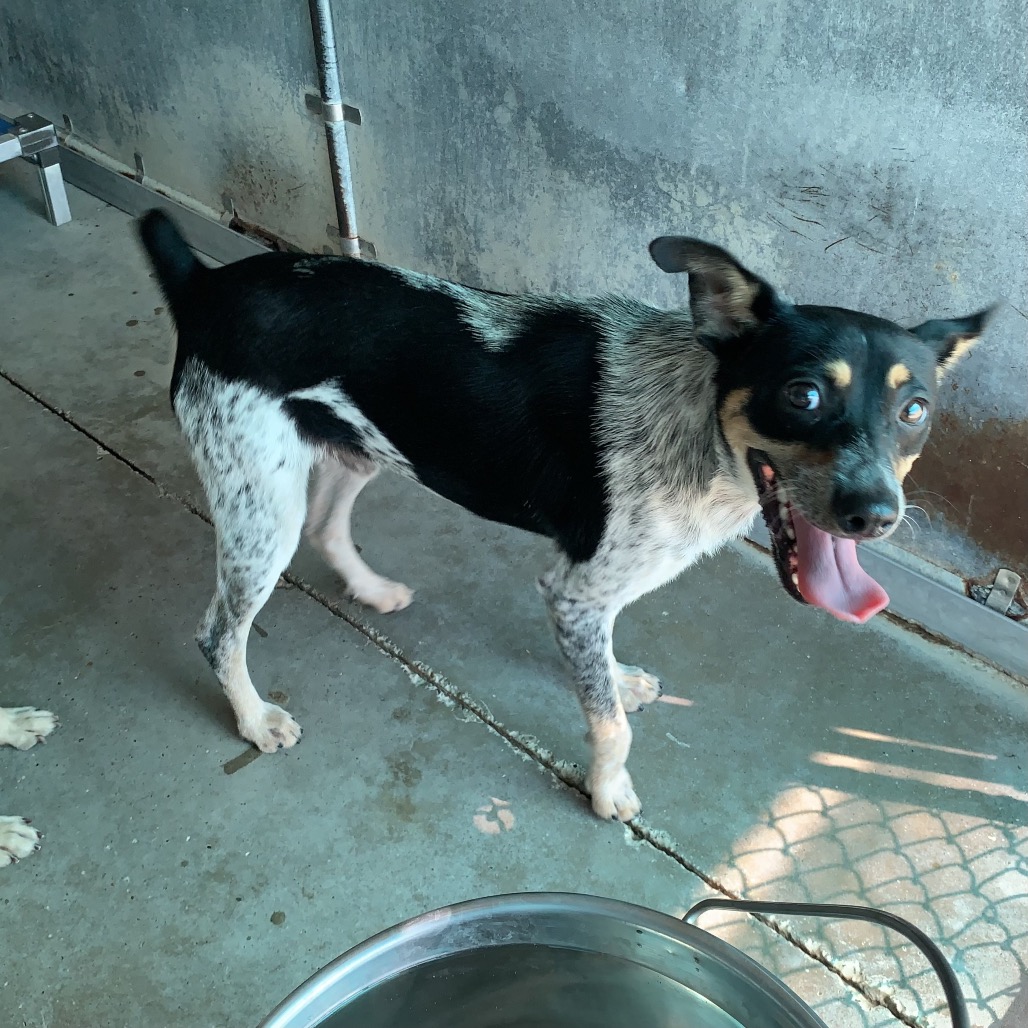 JAMES - Cattle Dog, Australian (Blue Heeler) / Terrier available for adoption
