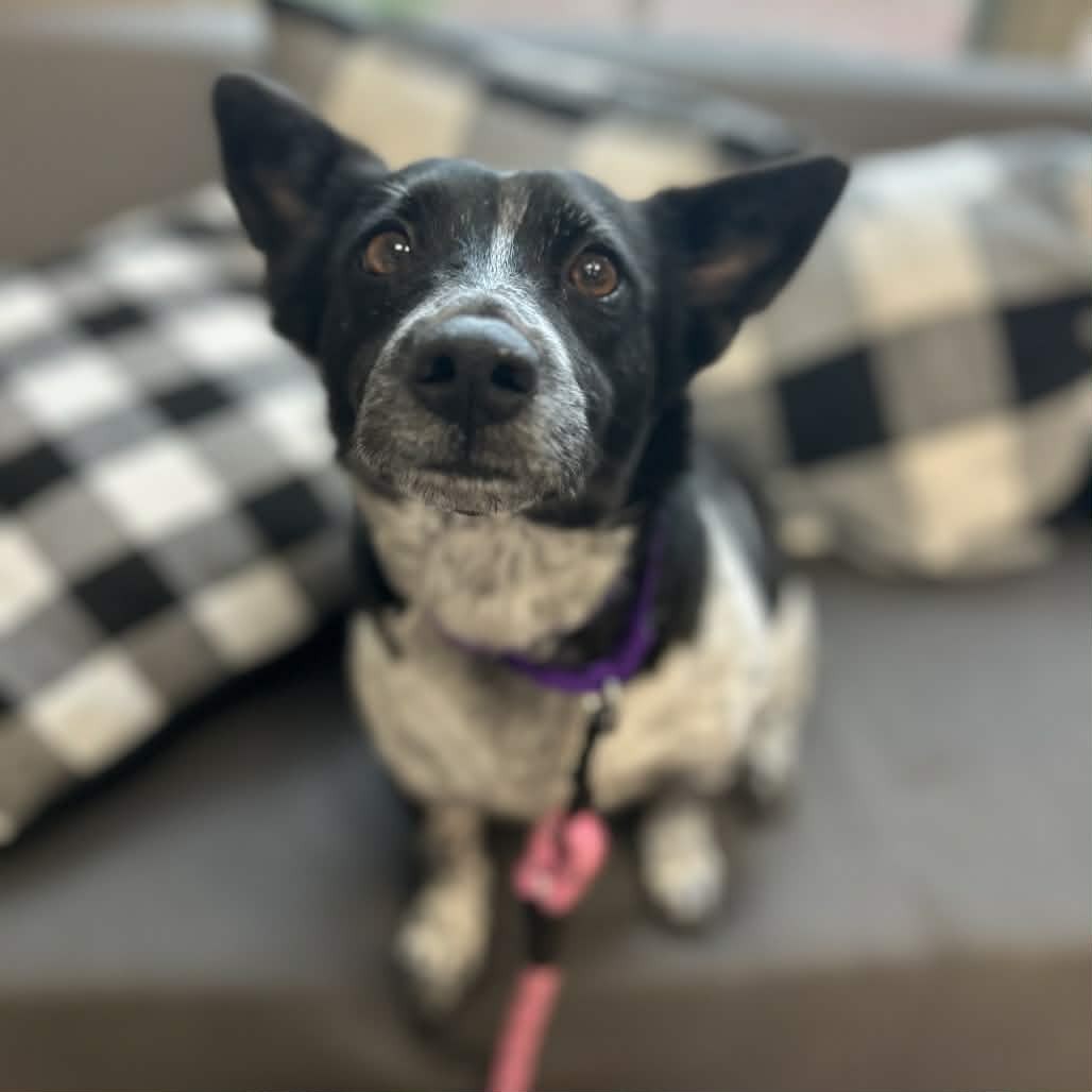 Little Bit Dog Little Bit is available for adoption at Friends of Dogs Corporation