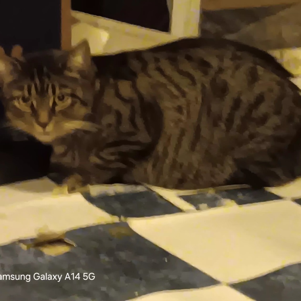 Missy — thumbnail 4