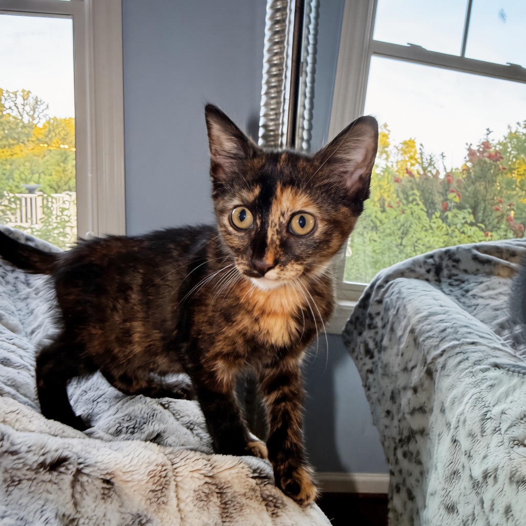BABY NORA (FORMERLY KNOWN AS HICKORY) - Domestic Shorthair available for adoption