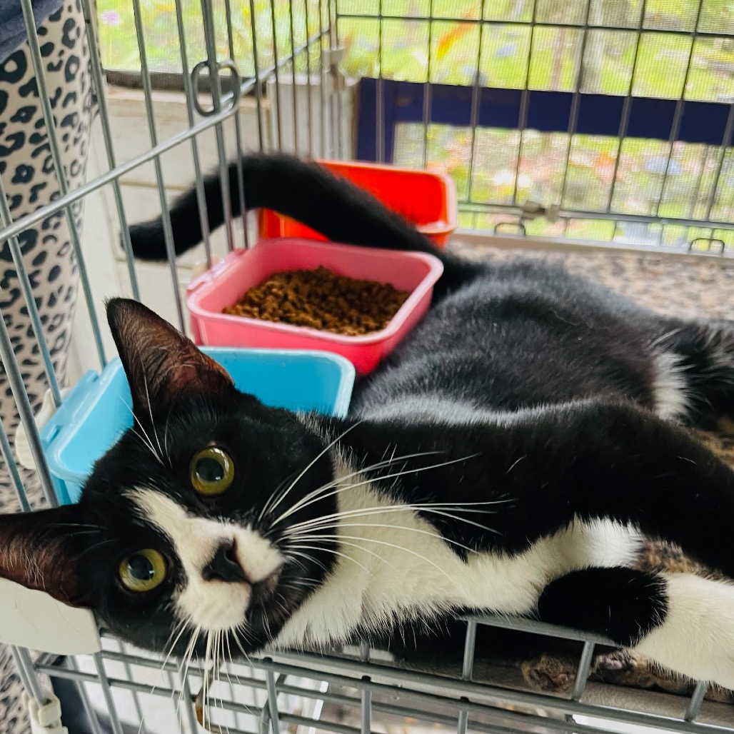 Cleo photo