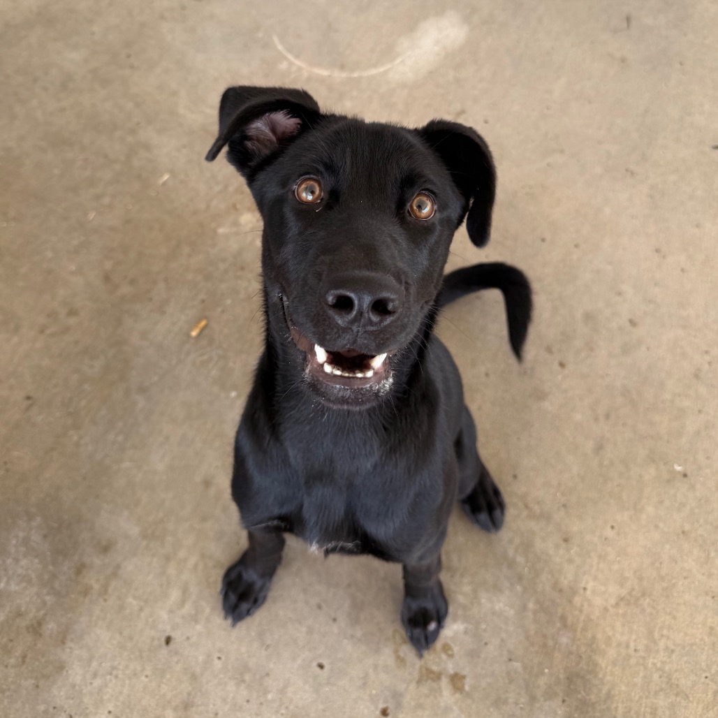 MYLA(ALAYNA) - Retriever / Black Labrador available for adoption