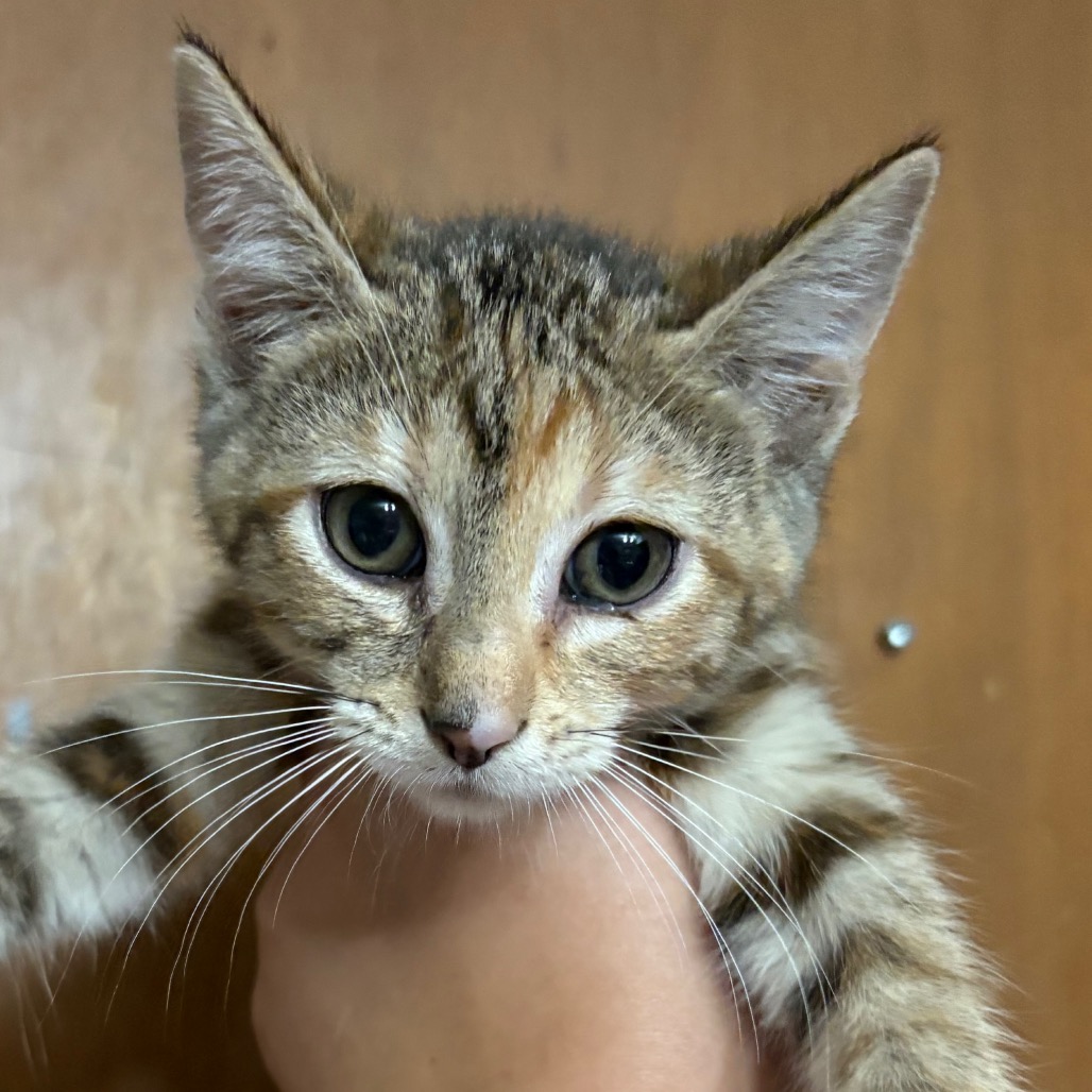 Eloise, available for adoption