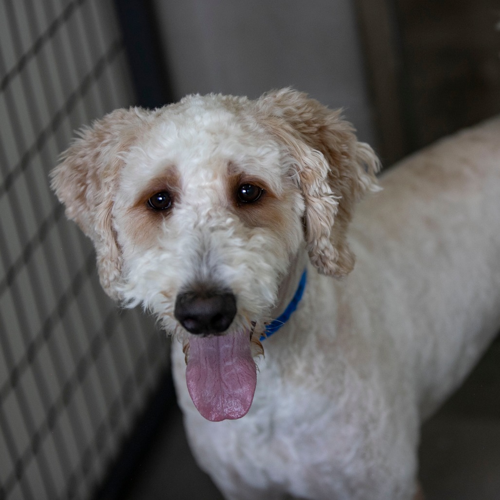 CURLY (AG26-209) - Goldendoodle available for adoption