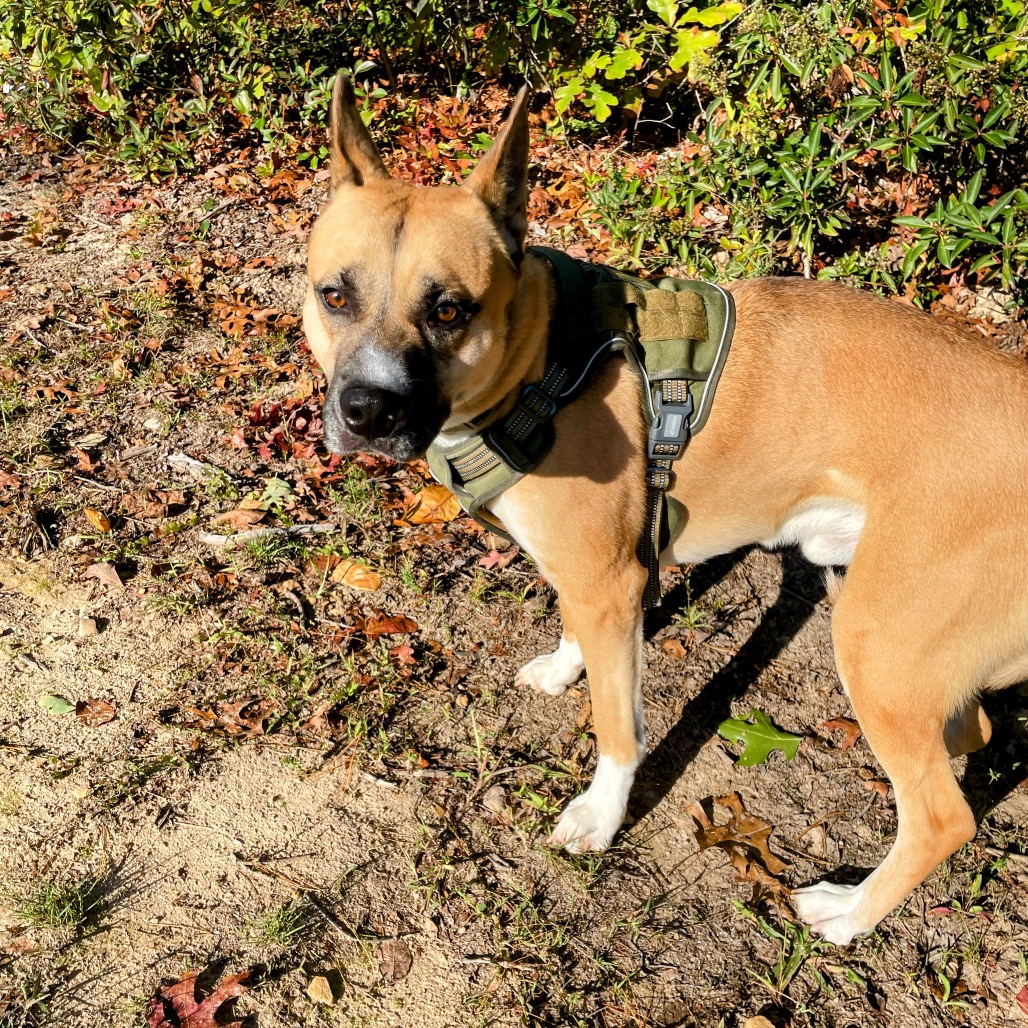 Loki — thumbnail 3