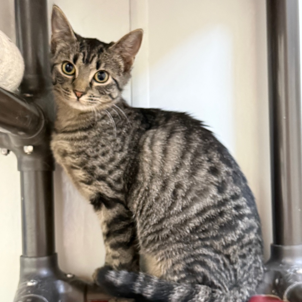 Rhea, photo 5