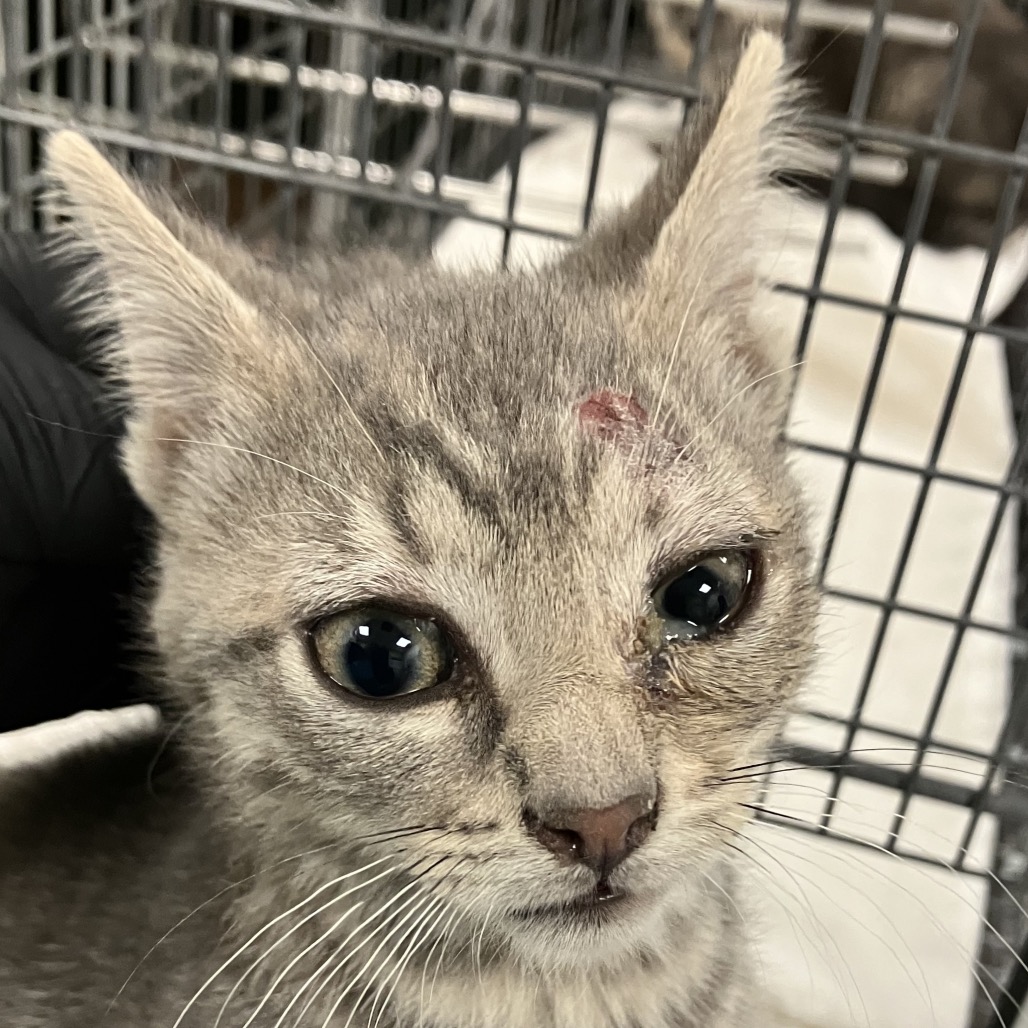 JOANSEY - Domestic Shorthair for adoption in Las Cruces
