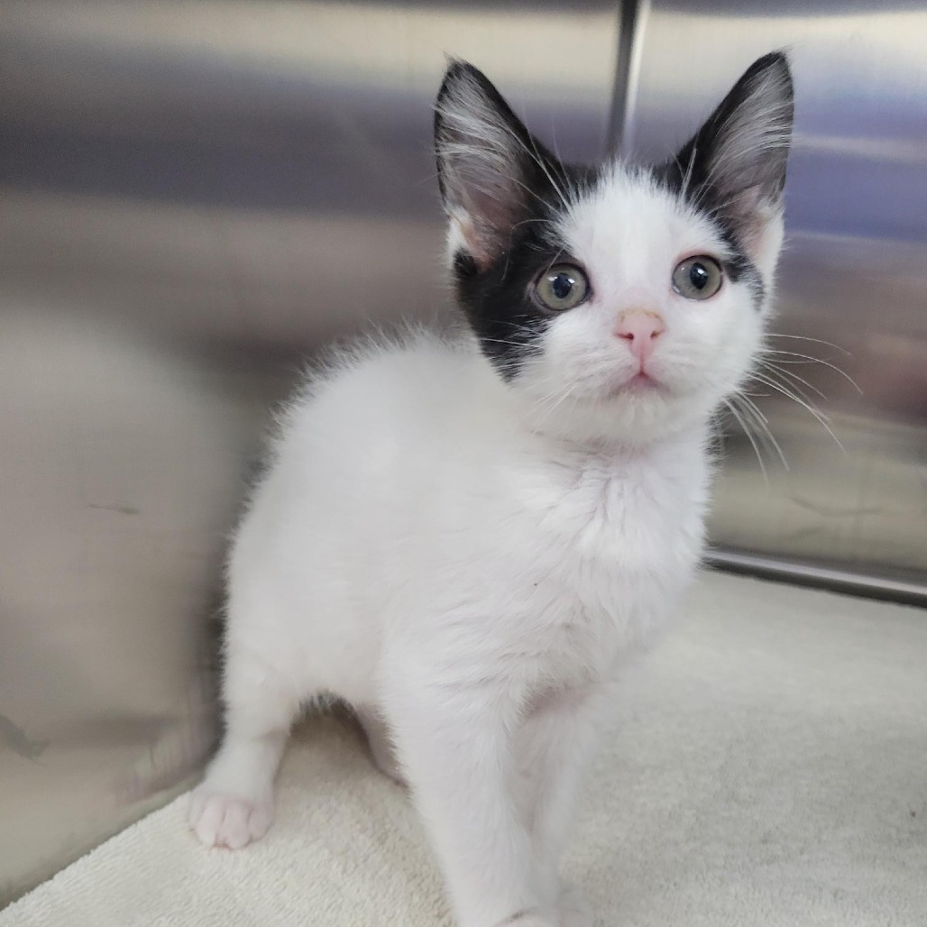 Sebastian — thumbnail 3