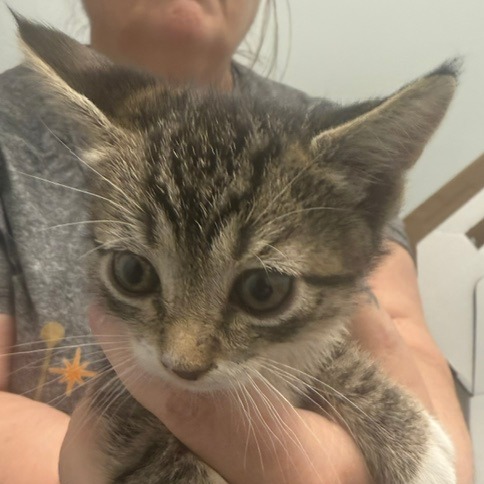 MARTINI - Domestic Shorthair available for adoption