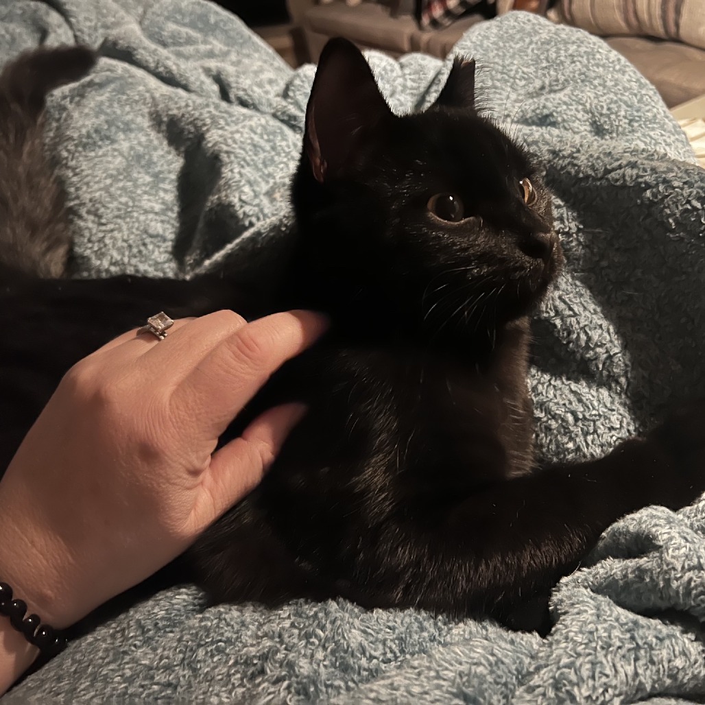Nala C12715