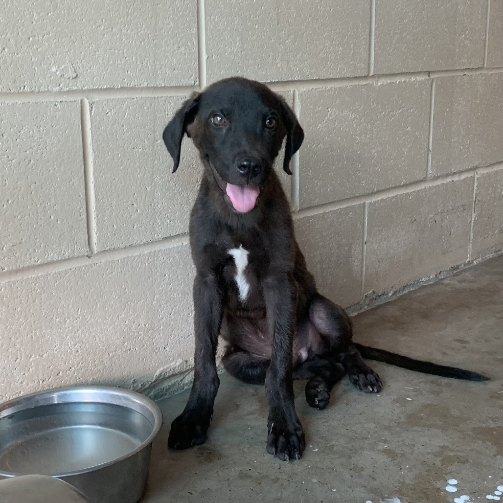 GUNTHER - Retriever / Chocolate Labrador available for adoption