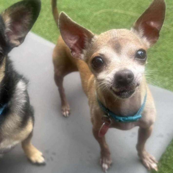 Chiquito bonded with Benji