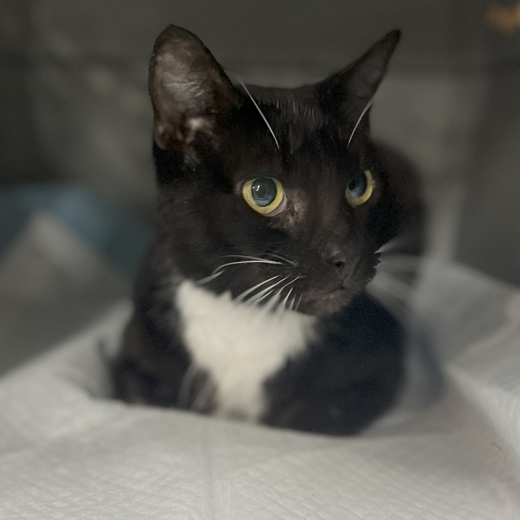 Romaine — thumbnail 2