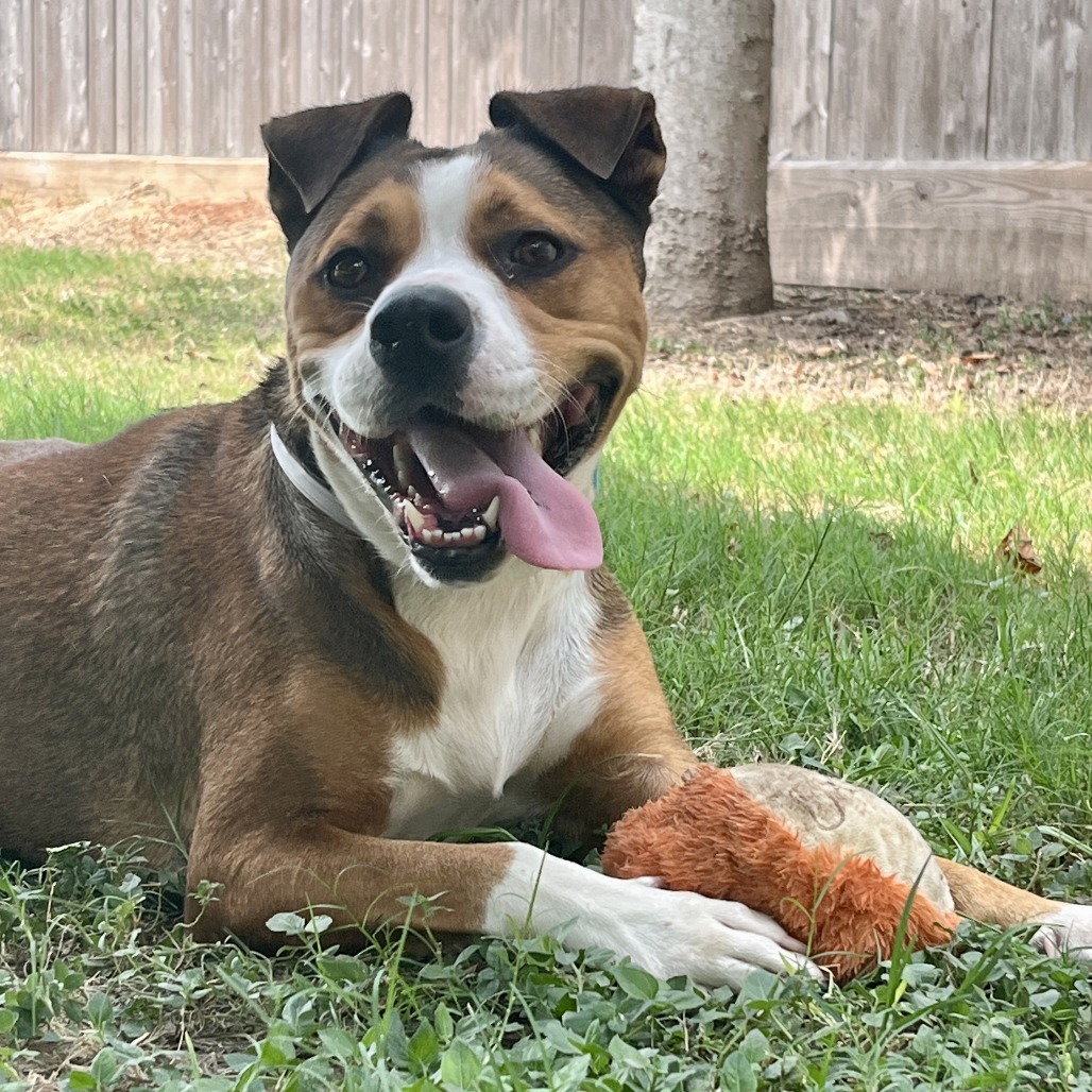 CAITLIN CLARK - Shepherd available for adoption