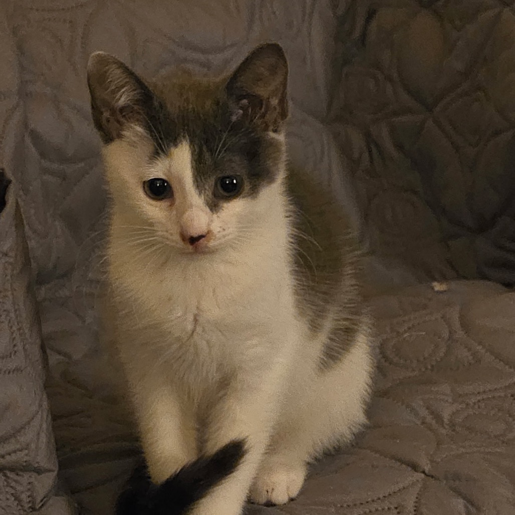 BEAR - Domestic Shorthair available for adoption