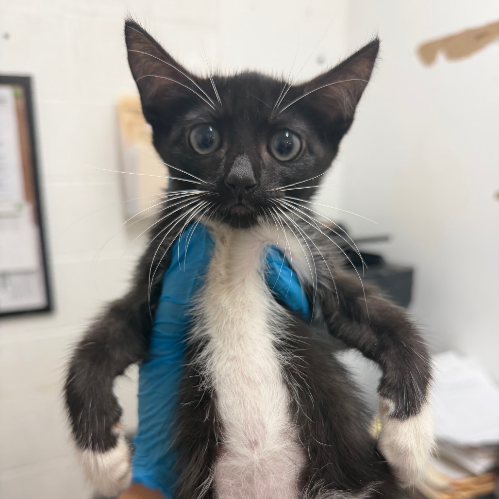 LITTLE MISS TEXAS - Domestic Shorthair available for adoption