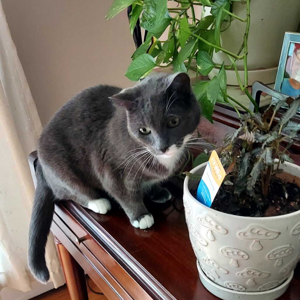 Applesauce, photo 38