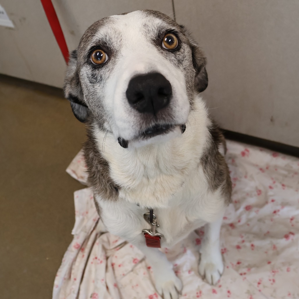 Pongo, photo 8