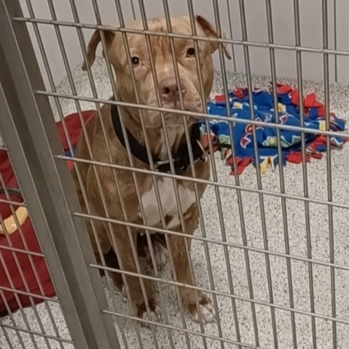 Sheila — thumbnail 2