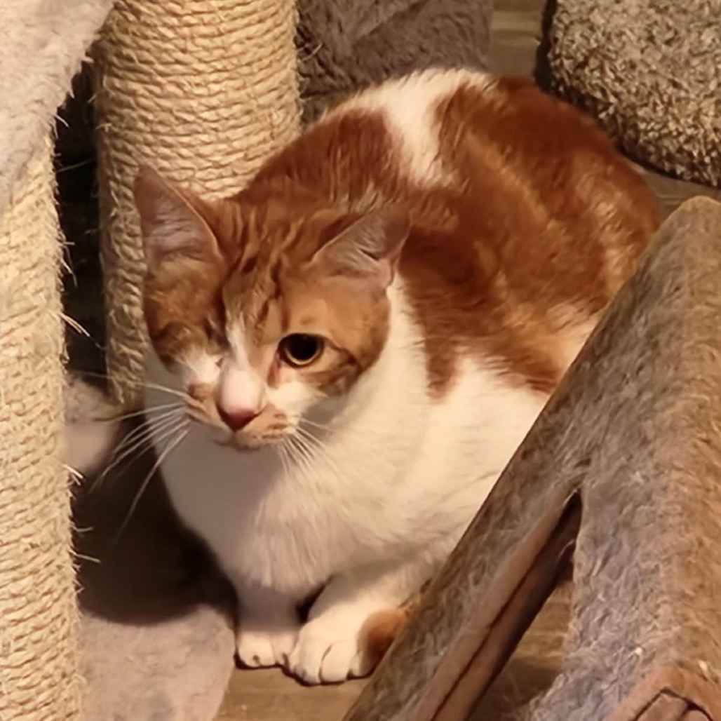 Willie - Jordan — thumbnail 2