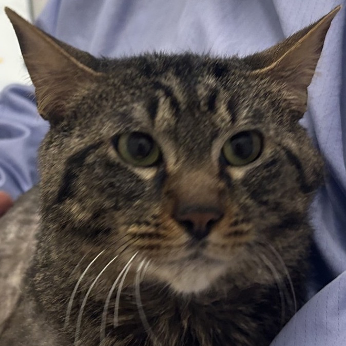 Miro — thumbnail 2