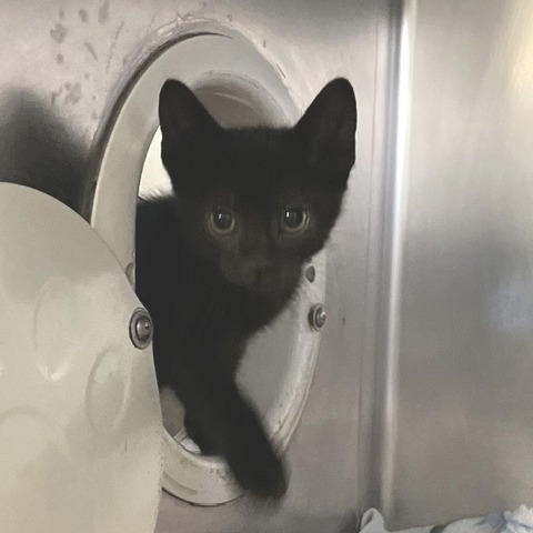 CICADA 1 - Domestic Shorthair available for adoption