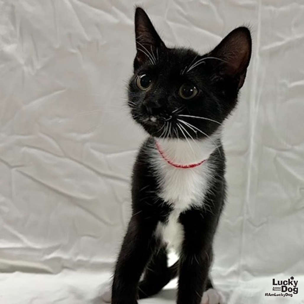 LENNOX - Domestic Shorthair available for adoption