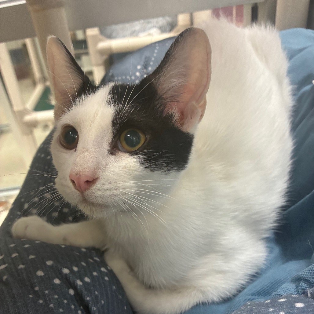 PEGASUS - Domestic Shorthair available for adoption